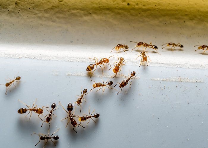 Termite Inspections in Jacksonville, FL