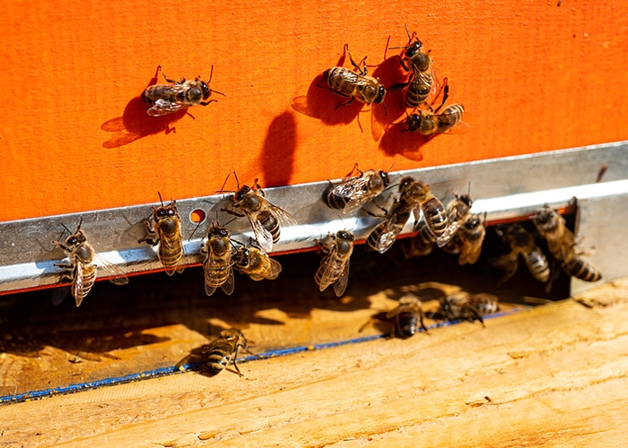 Bee Exterminator Atlanta GA