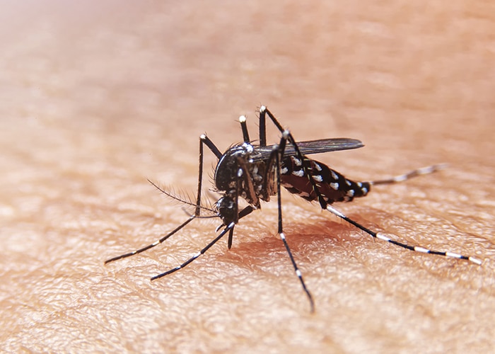Mosquito Exterminator Atlanta GA