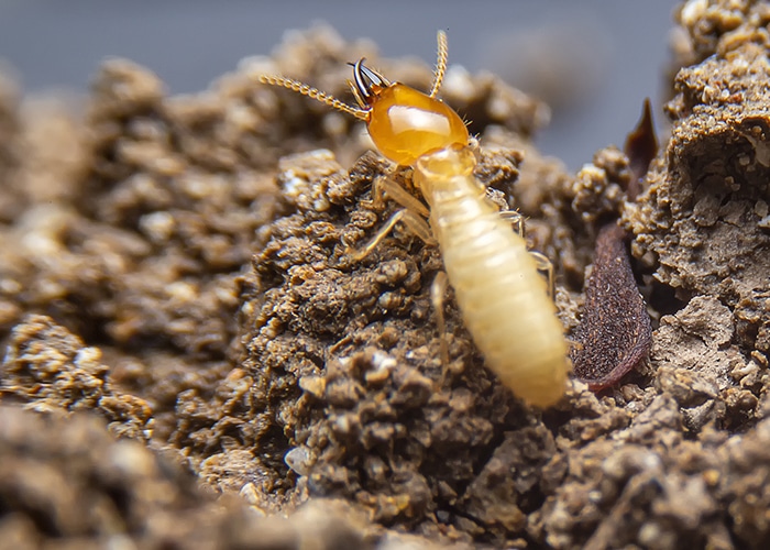 Termite Exterminator Atlanta GA