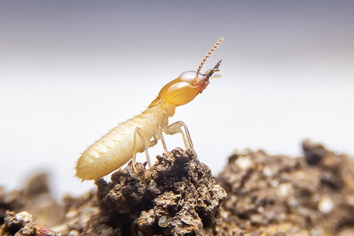 Termite/WDO Evaluation in Atlanta Georgia
