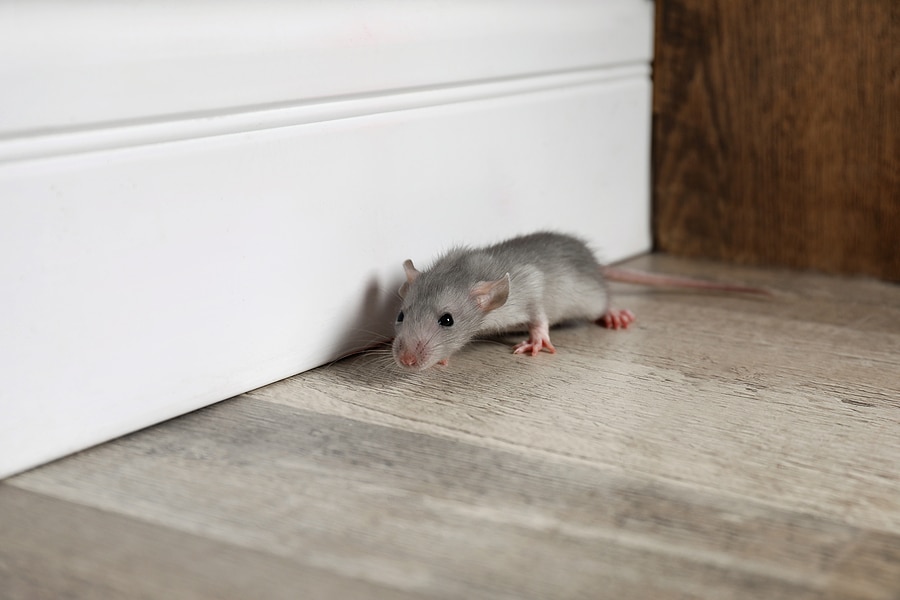 Top 5 Rodent Infestation Mistakes Homeowners Make